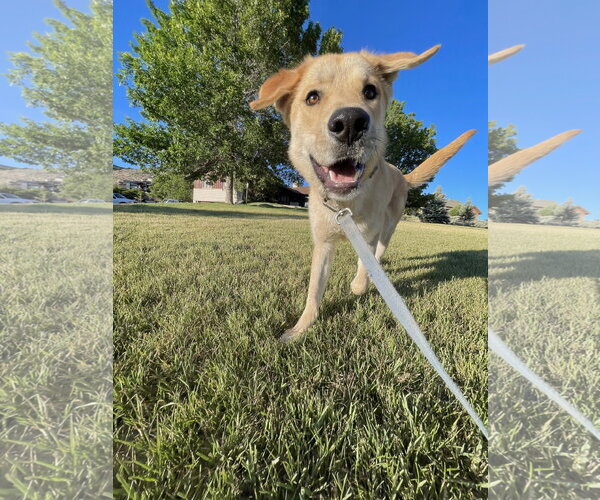 Medium Photo #10 German Shepherd Dog-Great Pyrenees Mix Puppy For Sale in Bountiful, UT, USA