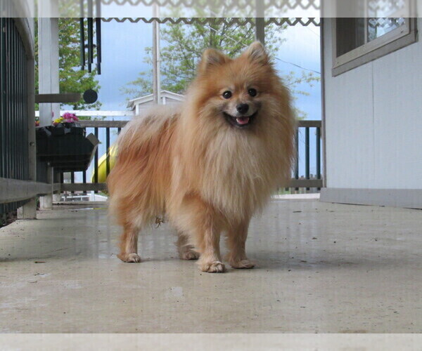 Medium Photo #1 Pomeranian Puppy For Sale in DOWNING, MO, USA