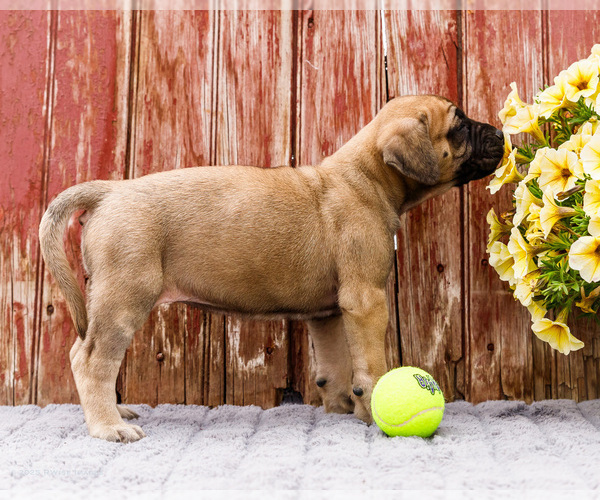 Medium Photo #29 Mastiff Puppy For Sale in WAKARUSA, IN, USA