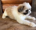 Small Photo #4 Shiranian Puppy For Sale in SAINT AUGUSTINE, FL, USA