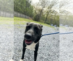 Labrador Retriever-Unknown Mix Dogs for adoption in Sheboygan, WI, USA