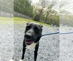 Small Labrador Retriever Mix