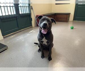 American Pit Bull Terrier Dogs for adoption in Pasadena, CA, USA