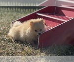Small #9 Pomeranian