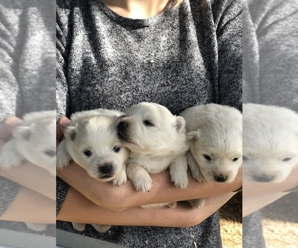 Medium Photo #2 Miniature American Eskimo Puppy For Sale in OREGON CITY, OR, USA