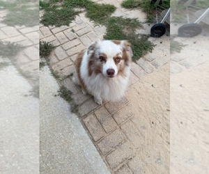 Father of the Miniature American Shepherd puppies born on 07/06/2025