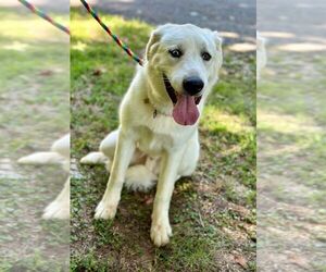 Huskies -Unknown Mix Dogs for adoption in Clarkesville, GA, USA