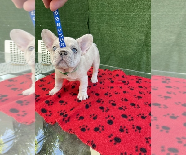 Medium Photo #33 French Bulldog Puppy For Sale in HIALEAH, FL, USA