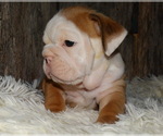 Small Photo #18 English Bulldog Puppy For Sale in VERONA, MO, USA