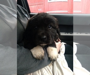Newfoundland-Saint Bernard Mix Puppy for sale in COLVILLE, WA, USA