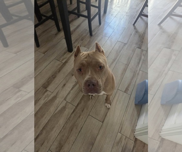 Medium Photo #1 American Staffordshire Terrier Puppy For Sale in phoenix, AZ, USA