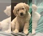 Small Photo #1 Golden Retriever Puppy For Sale in FERNDALE, WA, USA