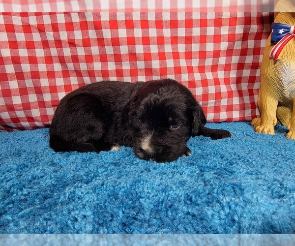 Medium Photo #36 Golden Mountain Dog Puppy For Sale in BLACK FOREST, CO, USA