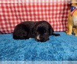 Small Photo #36 Golden Mountain Dog Puppy For Sale in BLACK FOREST, CO, USA