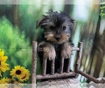 Small #2 Morkie