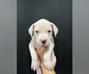Dogo Argentino Puppy for sale in MONTCLAIR, CA, USA