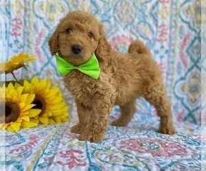 Goldendoodle (Miniature) Puppy for sale in LANCASTER, PA, USA
