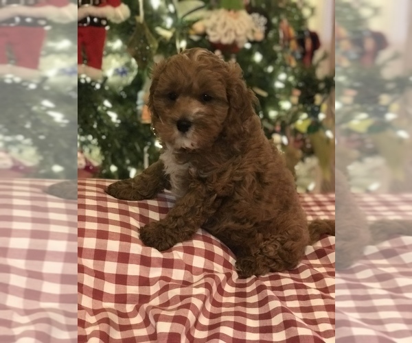 Medium Photo #6 Cavapoo Puppy For Sale in BOWLING GREEN, KY, USA