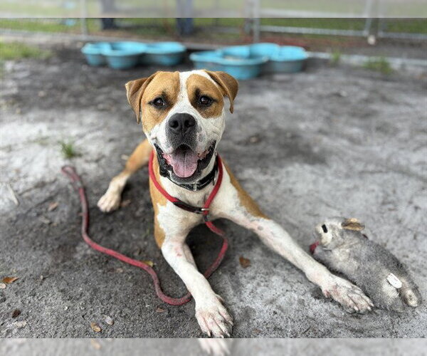 Medium Photo #2 Mutt Puppy For Sale in St. Cloud, FL, USA