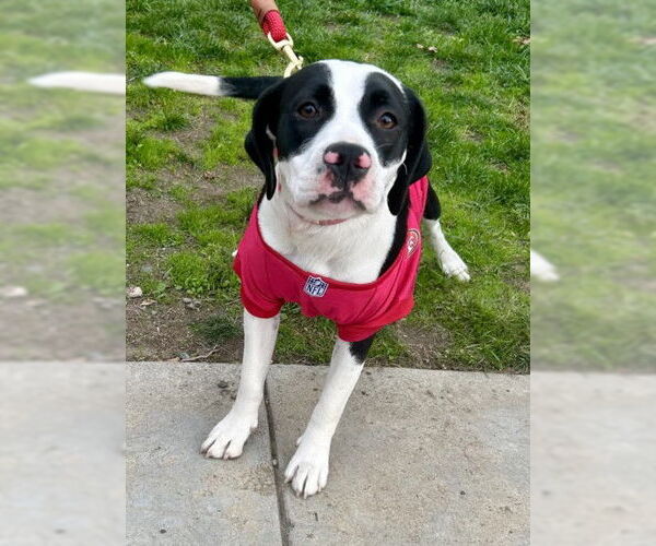 Medium Photo #1 American Pit Bull Terrier-Cocker Spaniel Mix Puppy For Sale in Martinez, CA, USA