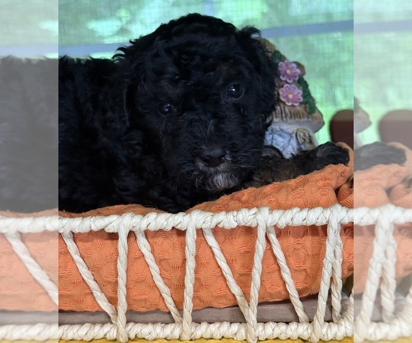 Medium Photo #9 Bernedoodle (Miniature) Puppy For Sale in MORGANTON, GA, USA