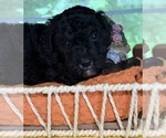 Small #8 Bernedoodle (Miniature)