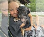 Small Photo #3 Dachshund-Unknown Mix Puppy For Sale in NYC, NY, USA
