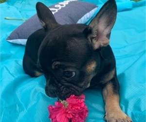 French Bulldog Puppy for sale in MIAMI, FL, USA