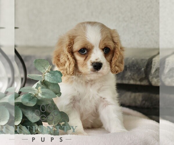 Medium Photo #4 Cavachon Puppy For Sale in BIRD IN HAND, PA, USA