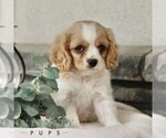 Small #3 Cavachon