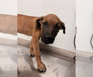 Boxer-Unknown Mix Dogs for adoption in Bakersfield, CA, USA
