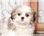 Small Photo #3 Zuchon Puppy For Sale in NAPLES, FL, USA
