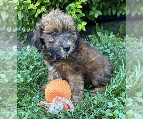 Medium Photo #4 Whoodle (Miniature) Puppy For Sale in MIDDLEBURY, IN, USA