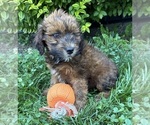Small #3 Whoodle (Miniature)