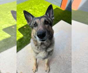German Shepherd Dog Dogs for adoption in Plantation, FL, USA