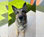 Small German Shepherd Dog