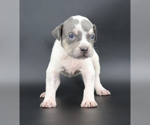 American Bully Puppy for sale in CHAMPAIGN, IL, USA