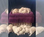 Small Photo #1 Golden Retriever Puppy For Sale in OREGON CITY, OR, USA