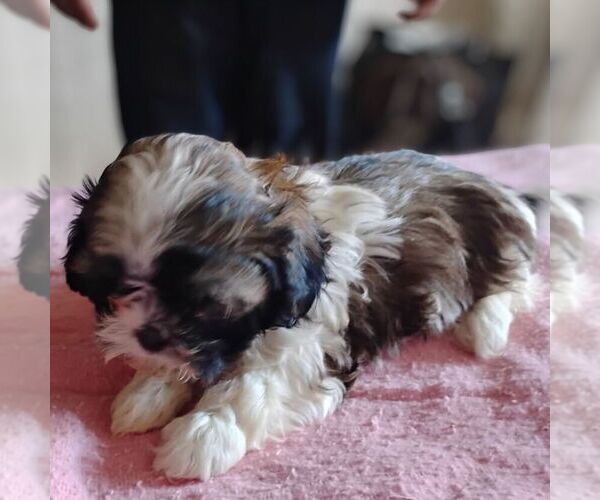 Medium Photo #1 Shih-Poo Puppy For Sale in REEDSBURG, WI, USA