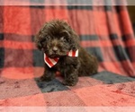 Bryant - Male ShihPoo Puppy for Sale - Photo #6
