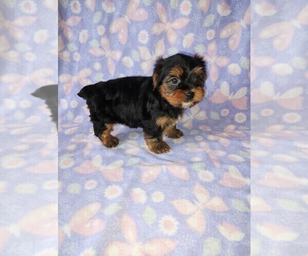 Medium Photo #7 Yorkshire Terrier Puppy For Sale in LAPEER, MI, USA