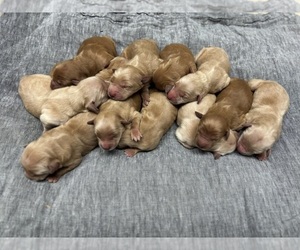 Golden Retriever Puppy for Sale in FRANKTOWN, Colorado USA