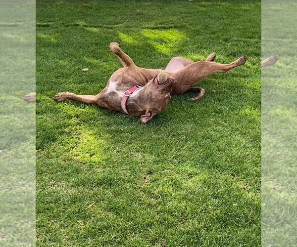 Medium Photo #2 American Pit Bull Terrier-Unknown Mix Puppy For Sale in Redlands, CA, USA