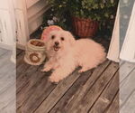 Small #2 Maltese