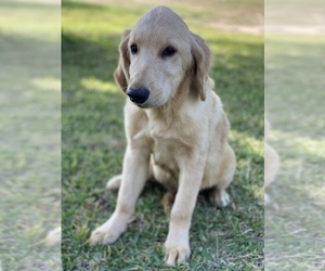 Golden Retriever Dog for Adoption in EUSTACE, Texas USA