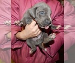 Small Photo #3 Great Dane Puppy For Sale in SPRAGGS, PA, USA