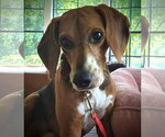 Small #11 Beagle Mix