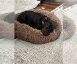 Small #8 Bulldog-Labrador Retriever Mix