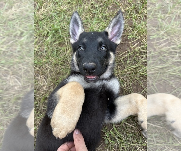 Medium Photo #2 German Shepherd Dog-Siberian Husky Mix Puppy For Sale in CLYDE, NY, USA