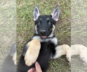 Medium German Shepherd Dog-Siberian Husky Mix